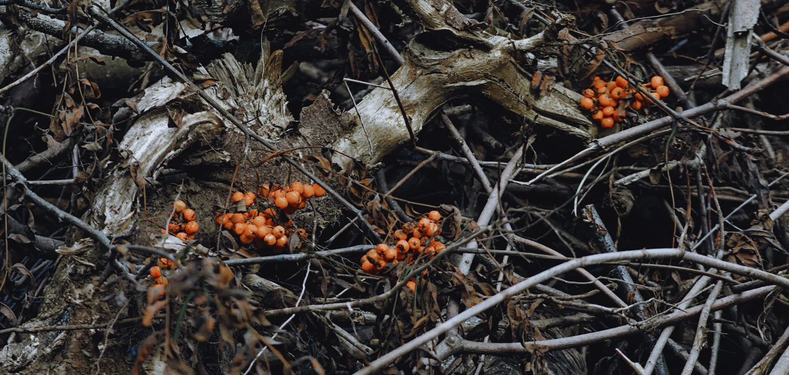 August in Photographs (2025)