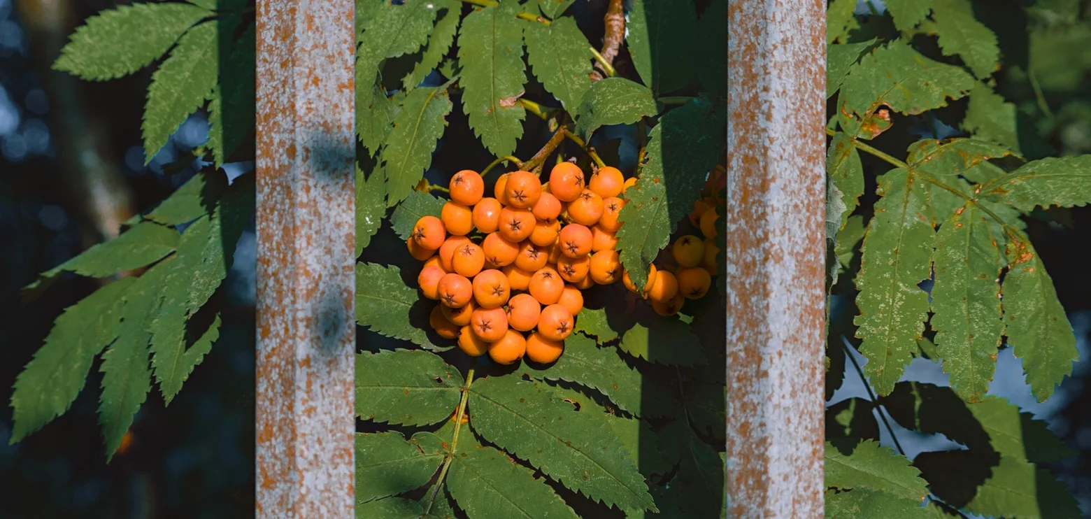 My July in Photos (2025)