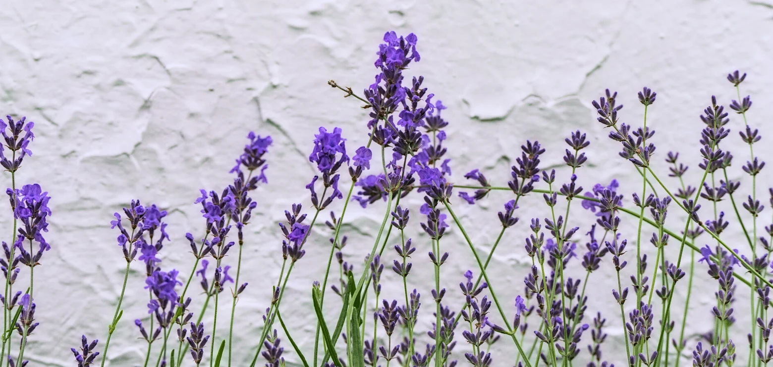 Best Shots of June (2025)