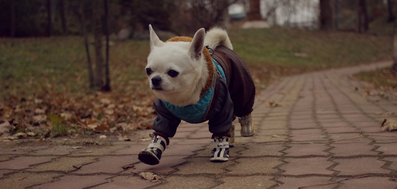 Осенняя прогулка с Ве