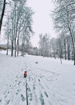 Sled Dog Sled Dog