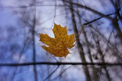 The Last Leaf