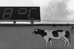 The Cow The Cow