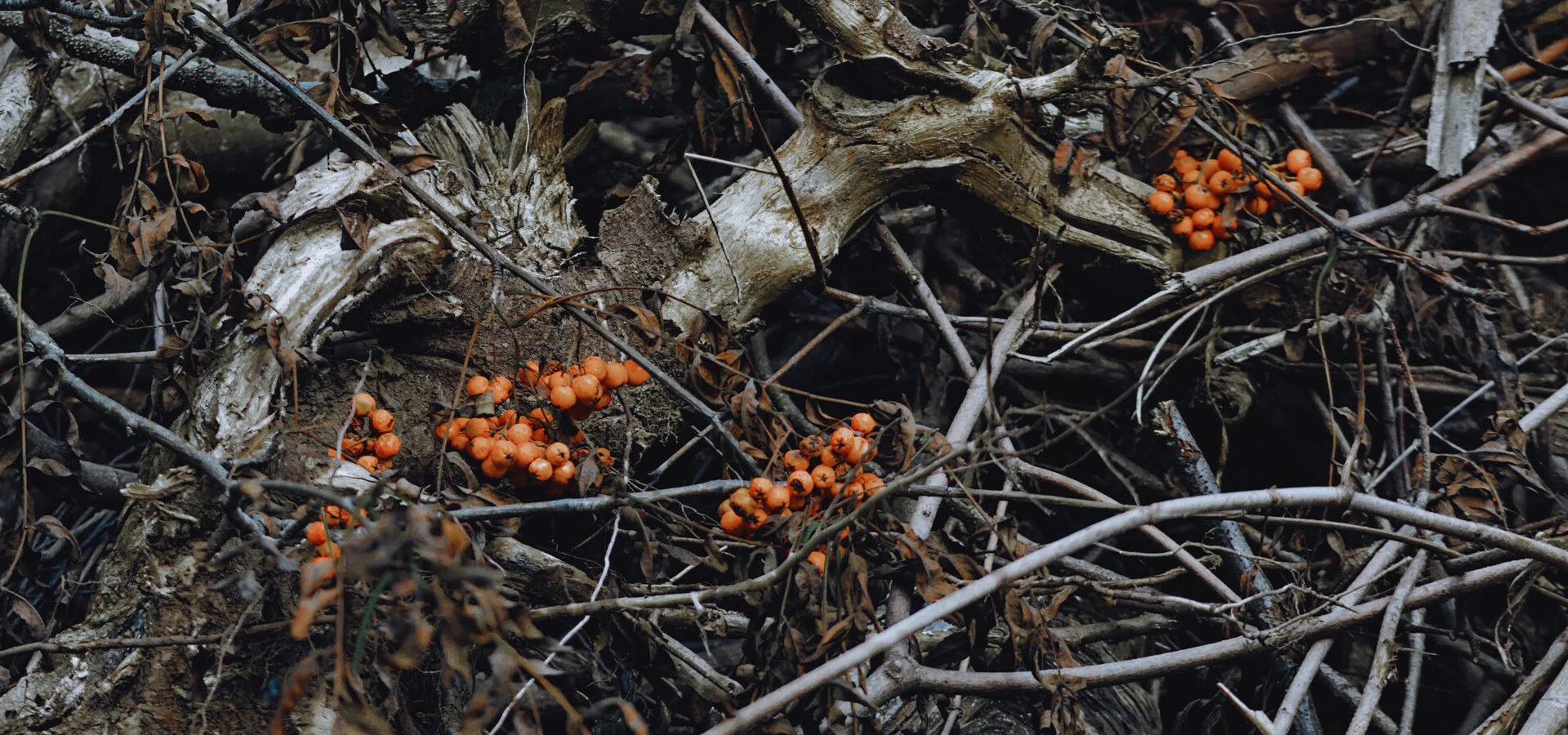 August in Photographs (2025)