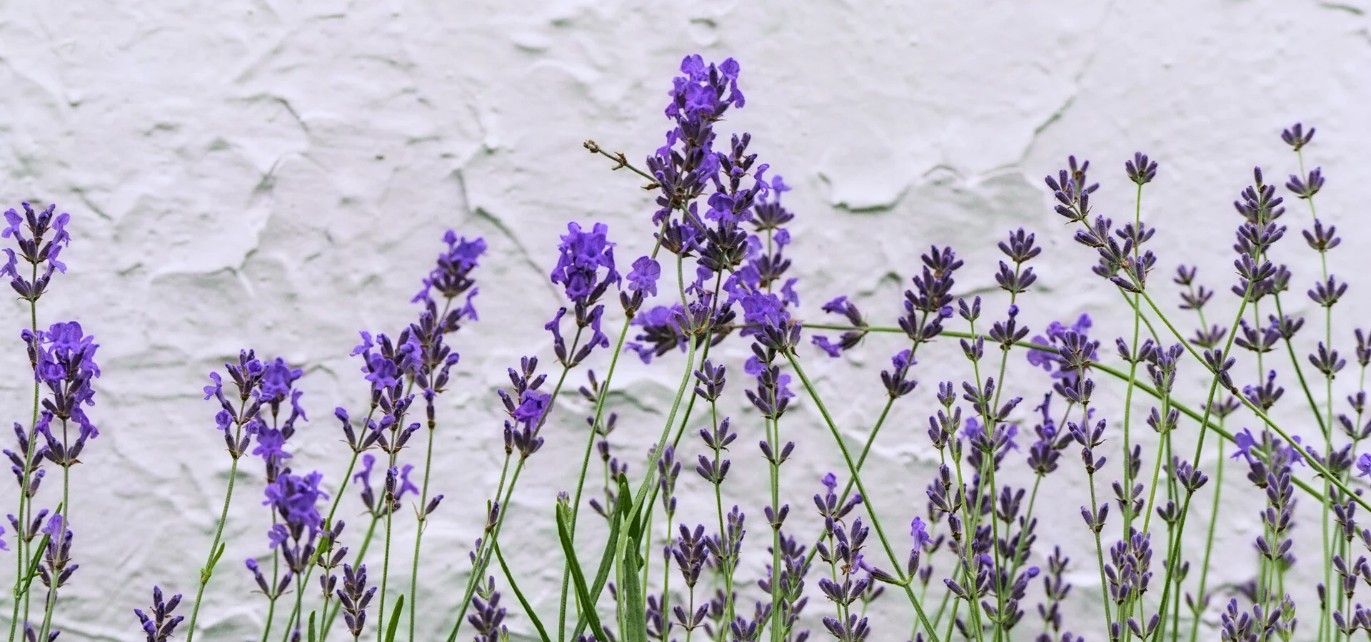 Best Shots of June (2025)