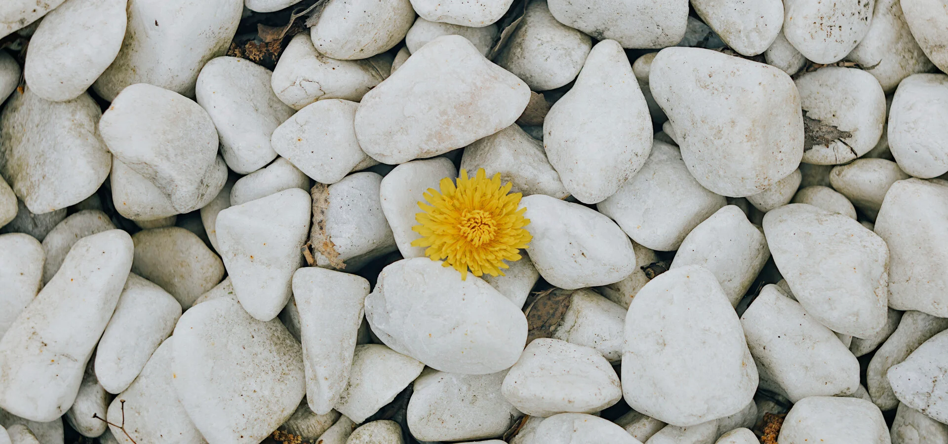 Best Photographs of May (2025)