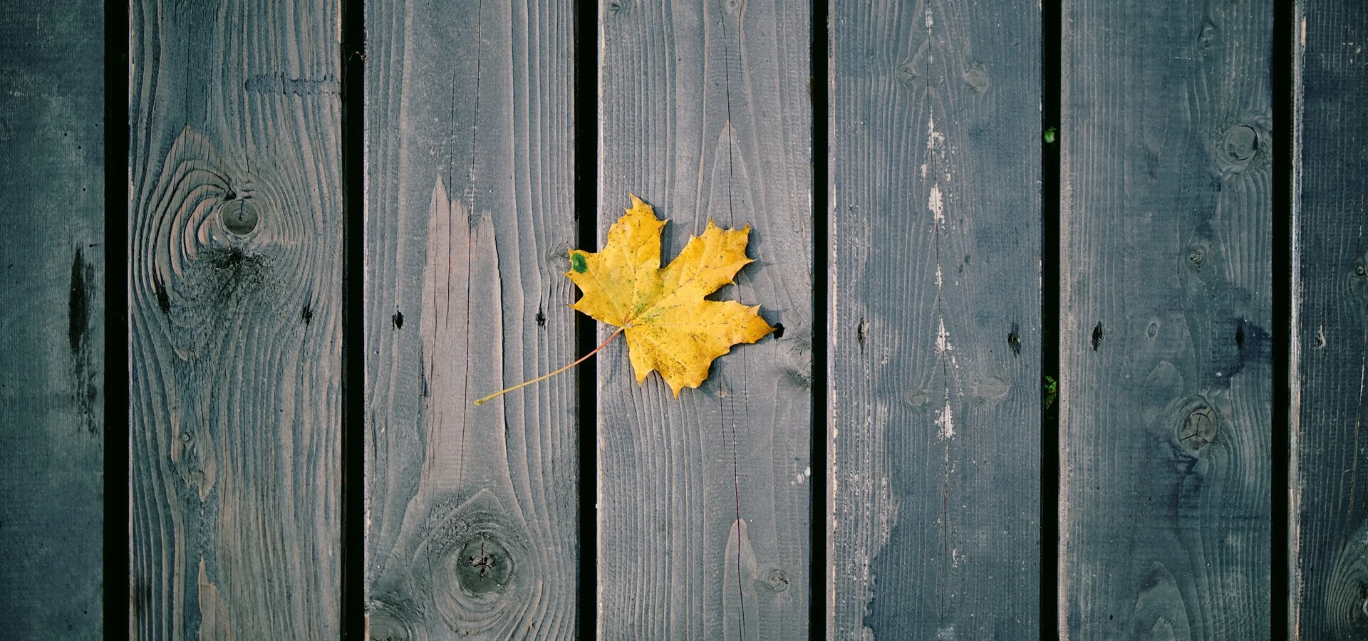 Лучшие фотографии октября (2024)