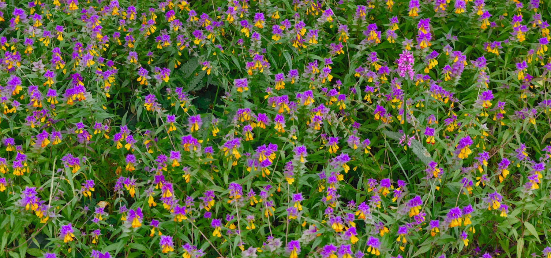 A Visual Diary of July (2026)